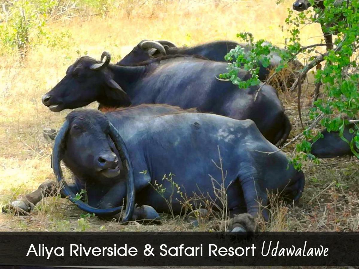 Aliya Riverside & Safari Resort Udawalawe Eksteriør bilde